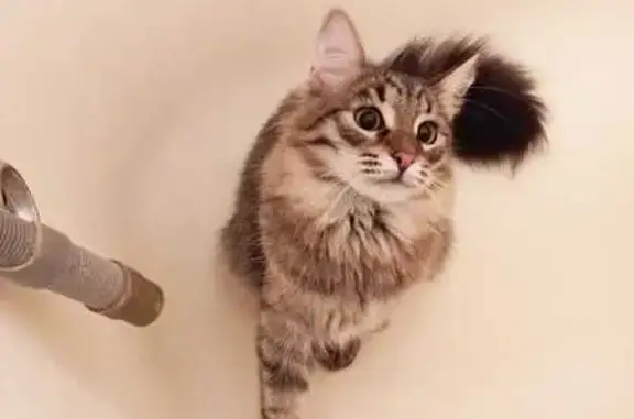 Кошки потеряшки, Вологда, фото: Потеряшка кошка, Козленская 122, Вологда