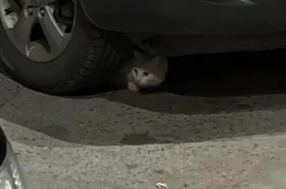 Найдена кошка, Новочебоксарск, фото: Кошка найдена: ул. 10-Пятилетки, 12