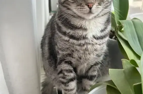 Пропала кошка, Чапаевский пер., 3, Москва