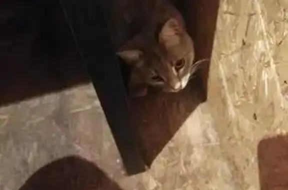 Кошка найдена: ул. Декабристов, 158, Казань