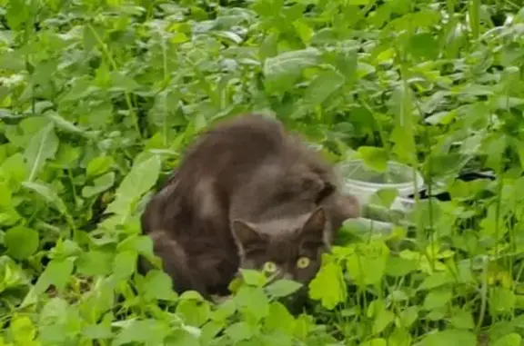 Кошка найдена, Тула, ул. Первомайская 42