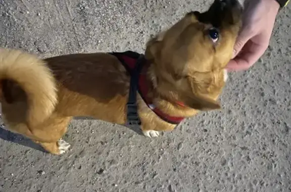 Собака найдена: ул. Сапожникова, 1, Шексна