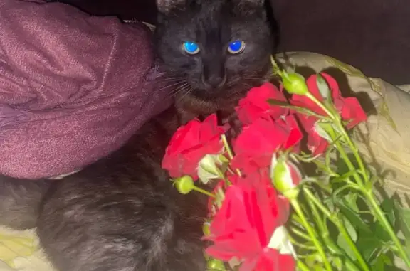 Пропала кошка, Керчь