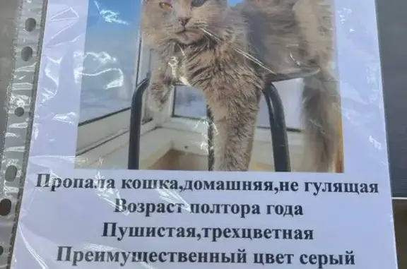 Пропала кошка, Орехово-Зуево