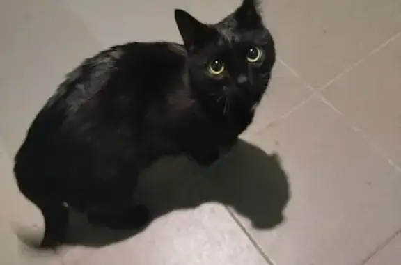 Найдена кошка, Королёв, фото: Кошка найдена в подъезде, Советская 32, Королёв