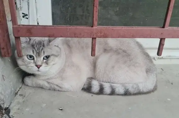 Найдена кошка, ул. Крыленко 43к2, СПб