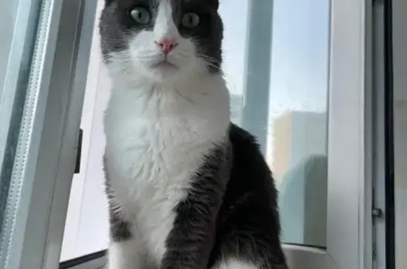 Пропал кот Пушистик в районе Заречного, Астана