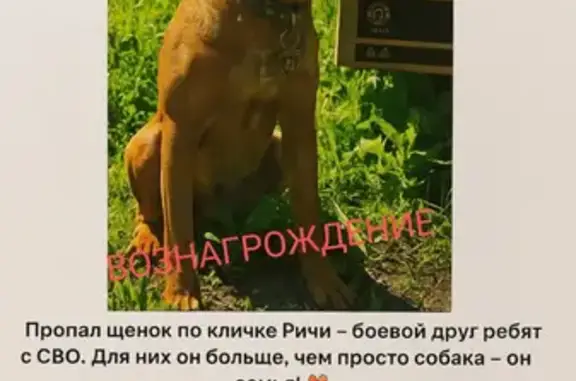 Пропала собака, Воронежская область