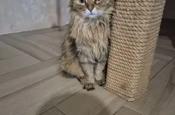 Пропала кошка, Тюмень