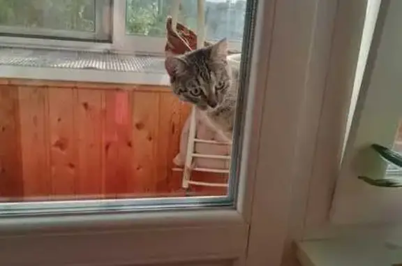 Кошка найдена, ул. Бирюкова, 4, Орехово-Зуево