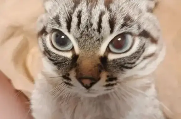 Пропала кошка