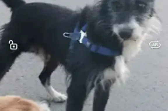 Собака найдена на набережной, Киров