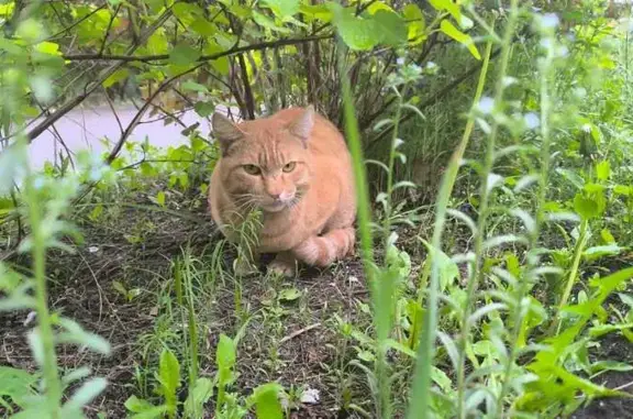 Рыжий кот найден, Омск, Перелета 34