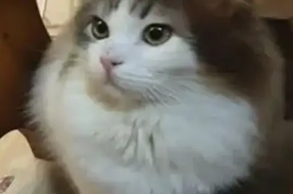 Пропала кошка, Северская