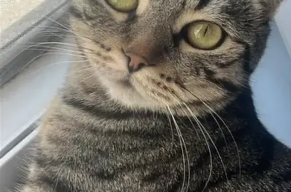 Кошки потеряшки, Красноярск, фото: Потеряшка кошка, Красноярск, Красноярский край