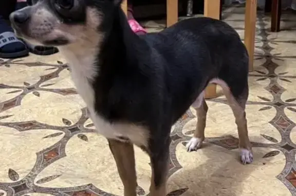 Собаки потеряшки, Челябинск, фото: Потеряшка собака Тоша, ул. Энергетиков 11А