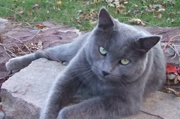 Кошки потеряшки, Гусь-Хрустальный, фото: Потеряшка кошка на Менделеева, 19, Гусь-Хрустальный