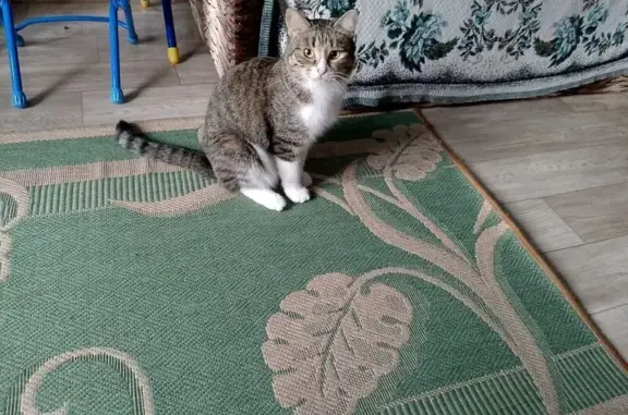 Пропала кошка, Ижевск