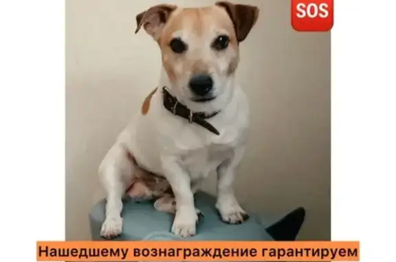 Пропала собака, ул. Гурьянова 20, Белоусово