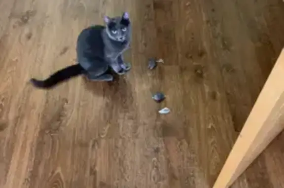 Кошки потеряшки, Москва, фото: Потеряшка серая кошка, Киевская ул, 72