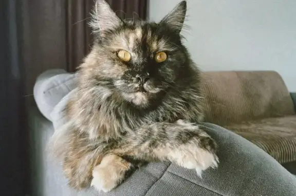 Пропала кошка, Барнаул