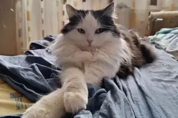 Кошки потеряшки, Ижевск, фото: Потеряшка кот, Удмуртская ул. 196, Ижевск