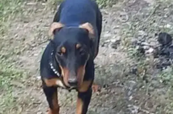 Найдена собака, ул. Шишкова, 37, Волгоград