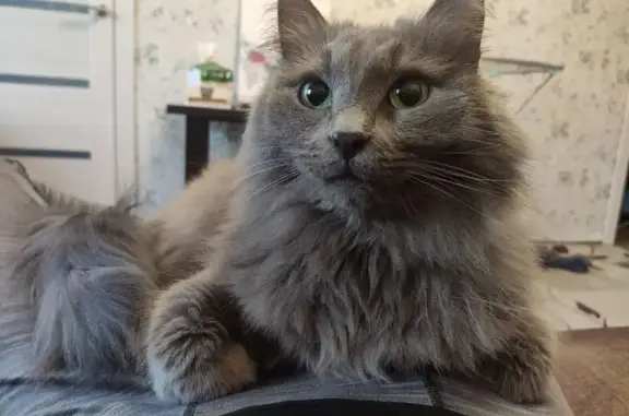 Кошки потеряшки, Кстово, фото: Потеряшка кот Мартин, Новая ул. 26, Кстово