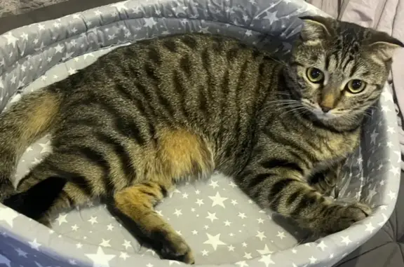 Кошки потеряшки, Красноярск, фото: Потеряшка кошка, Тихий пер. 15, Красноярск