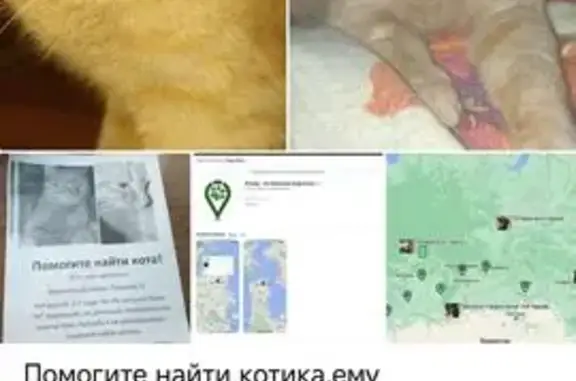 Пропала кошка, Тула