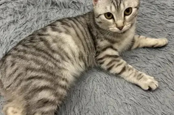 Пропала кошка, Конева 24/1, Омск