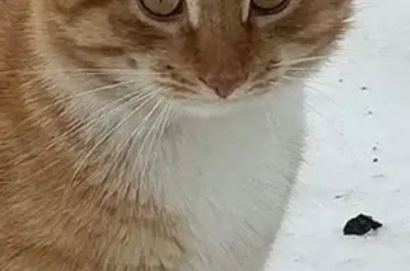 Пропала кошка
