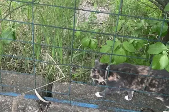 Найдена кошка, Красногорск