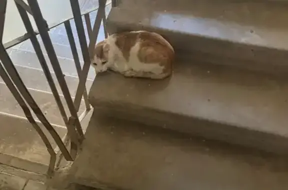 Найдена кошка, Уфа