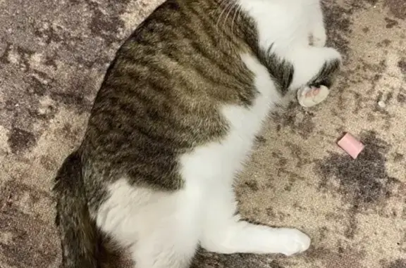Пропала кошка
