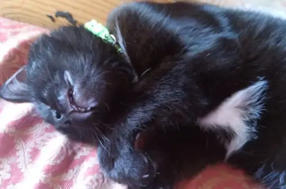 Кошки потеряшки, Ступино, фото: Потеряшка кошка, Дачная 18, Ступино