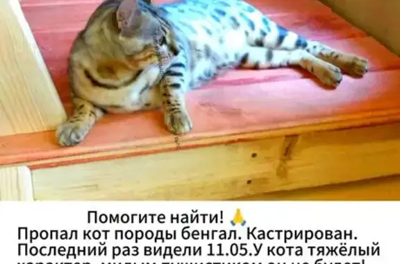 Пропала кошка в районе хутора Готовицкого