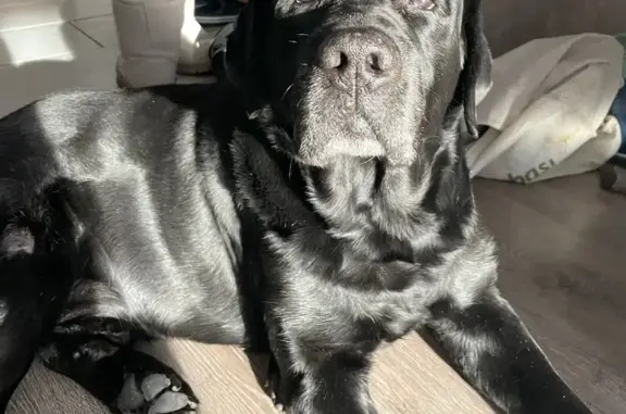 Собаки потеряшки, Новосибирская область, фото: Потеряшка собака, Степной, Новосибирская обл.