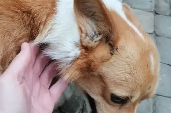 Найдена собака, ул. Новороссийская, 30