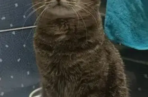 Кошки потеряшки, Саратов, фото: Потеряшка кот Чивас, пр. 50 Лет Октября, 132