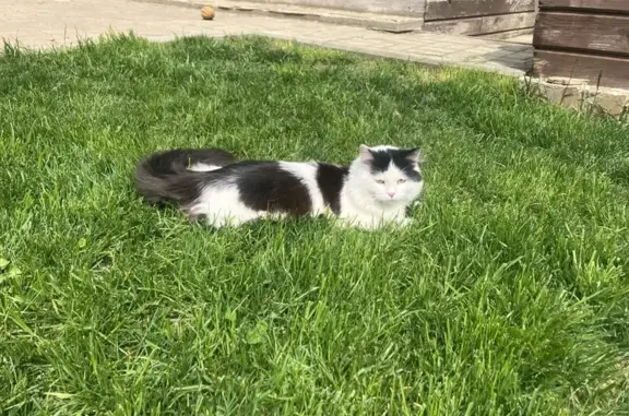 Кошки потеряшки, Московская область, фото: Потеряшка кошка в Давыдовском, МО