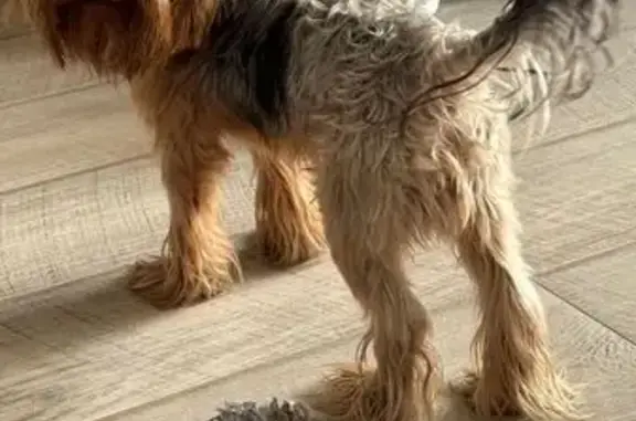 Йорк найден, Гастелло 6, Бийск