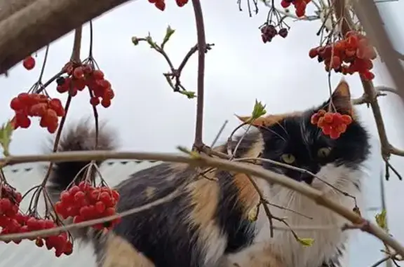 Кошки потеряшки, Благодарный, фото: Потеряшка кошка, Благодарный