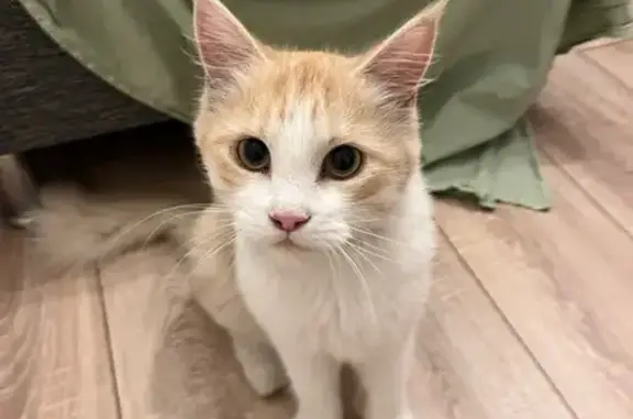 Кошка найдена: Волочаевская 48к2, Тюмень