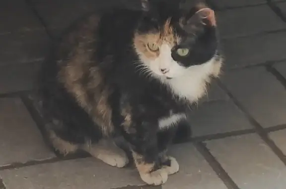 Найдена кошка, Санкт-Петербург, фото: Кошка найдена: Литейный пр., 10, СПб