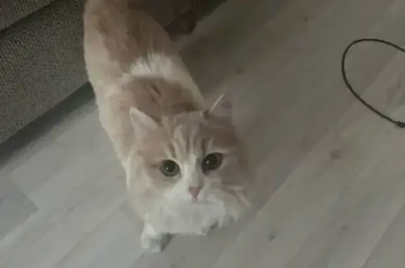 Пропала кошка, Барнаул