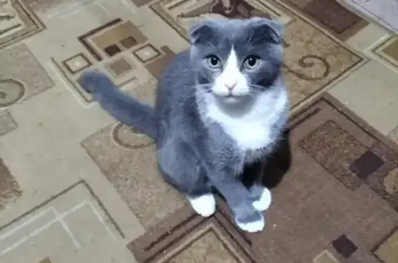 Кошки потеряшки, Тимашевск, фото: Потеряшка кошка, ул. Колесникова 3, Тимашевск