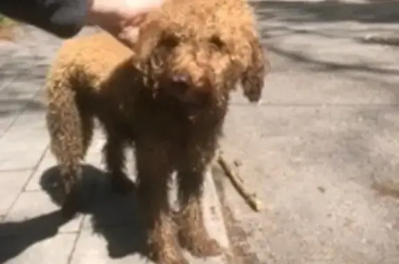 Найдена собака, Светлогорск