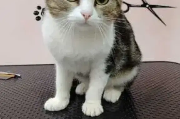 Найдена кошка, Астрахань