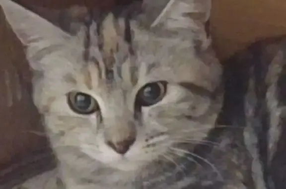 Пропала кошка, Стрежевой